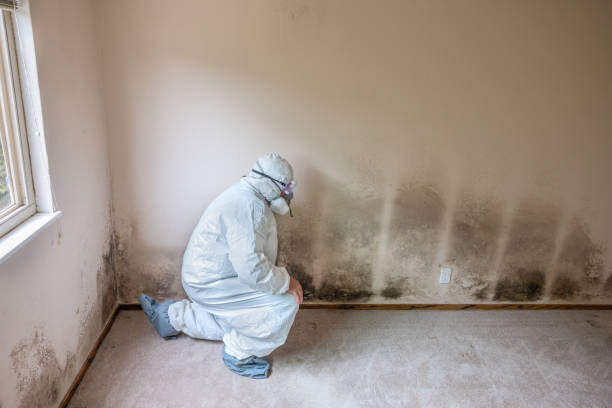 Trusted Monroe, NC Mold Removal Experts